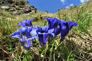 65 Genziana di Koch (Gentiana kochiana)